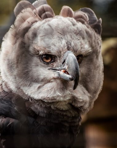 aguila-arpia-parque-condor